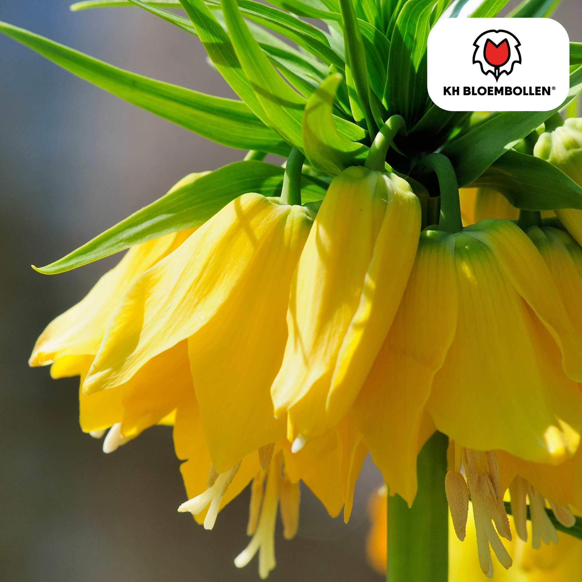 Fritillaria imperialis Lutea – Keizerskroon met zwavelgele klokbloemen op stevige steel, 5 bloembollen tuin