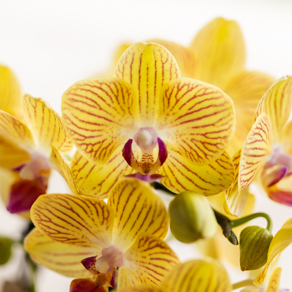 Gele Phalaenopsis Orchidee