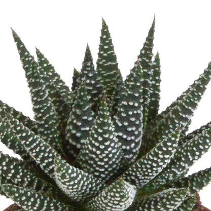 Mix van 3 Gasteria’s en Haworthia’s in verschillende kleuren, hoogtes en vormen – kamerplanten van topkwaliteit