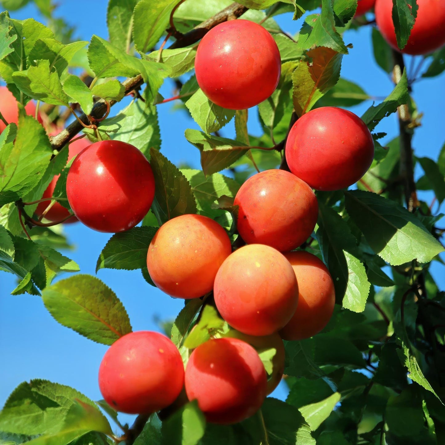Fruitplant - Pruimen boom - Prunus domestica Victoria - Rode Pruim - Pot 21cm Hoogte 90cm