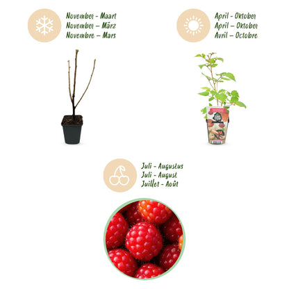 3 x Fruit Plants | Japanese Wineberry | Rubus Phoenicolasius