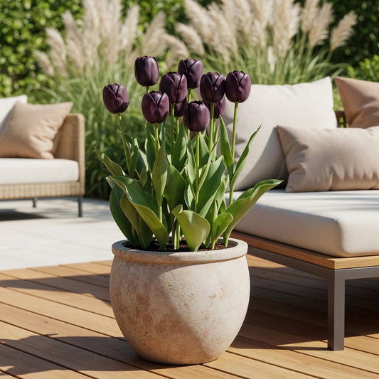 Zwarte tulp nu bij planttoday