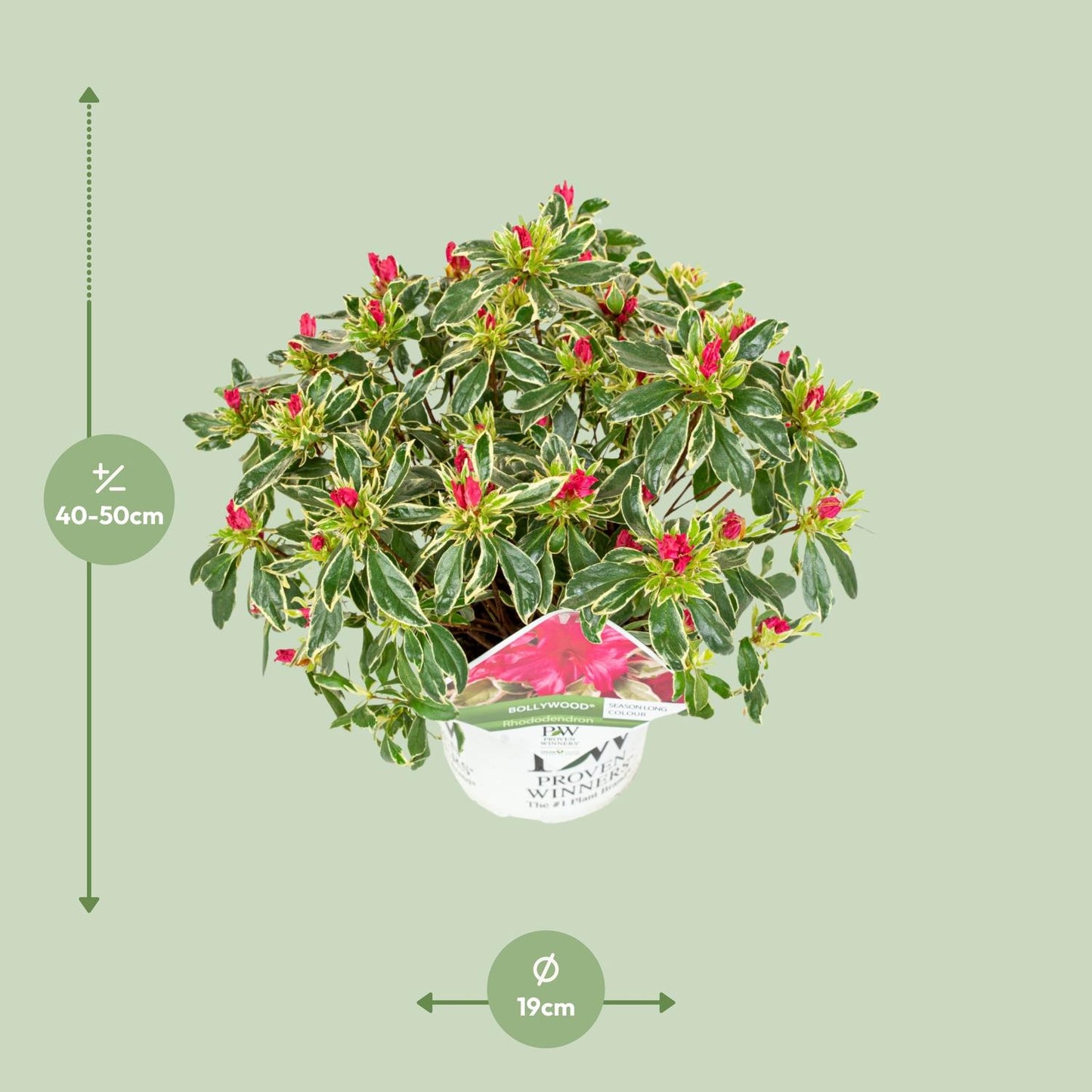 Compacte azalea met roze bloemen en bont blad voor tuin of terras
