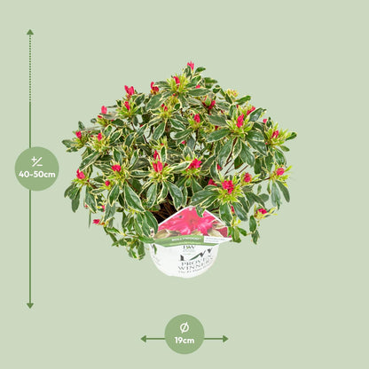 Compacte azalea met roze bloemen en bont blad voor tuin of terras