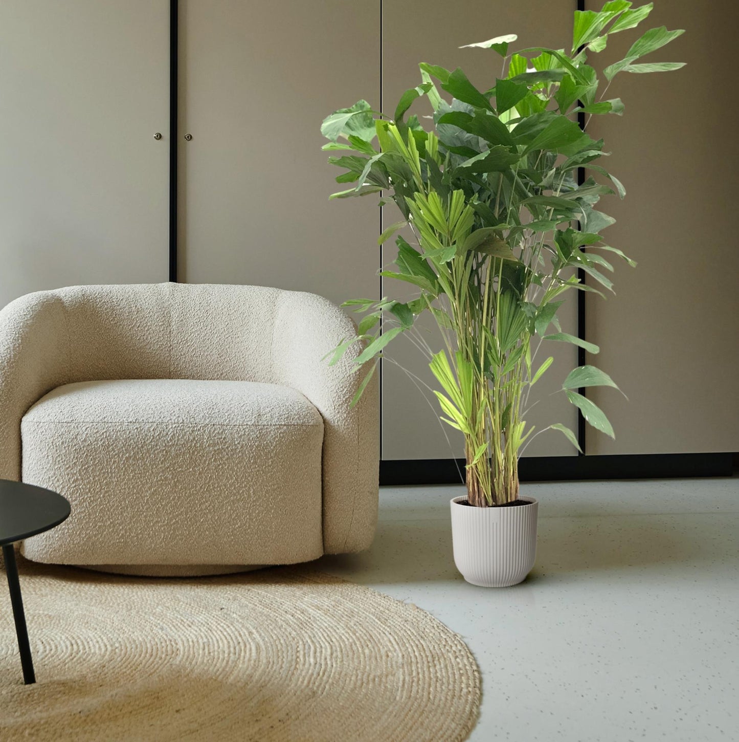 Caryota Mitis | Grote Kamerplant | Visgraatpalm