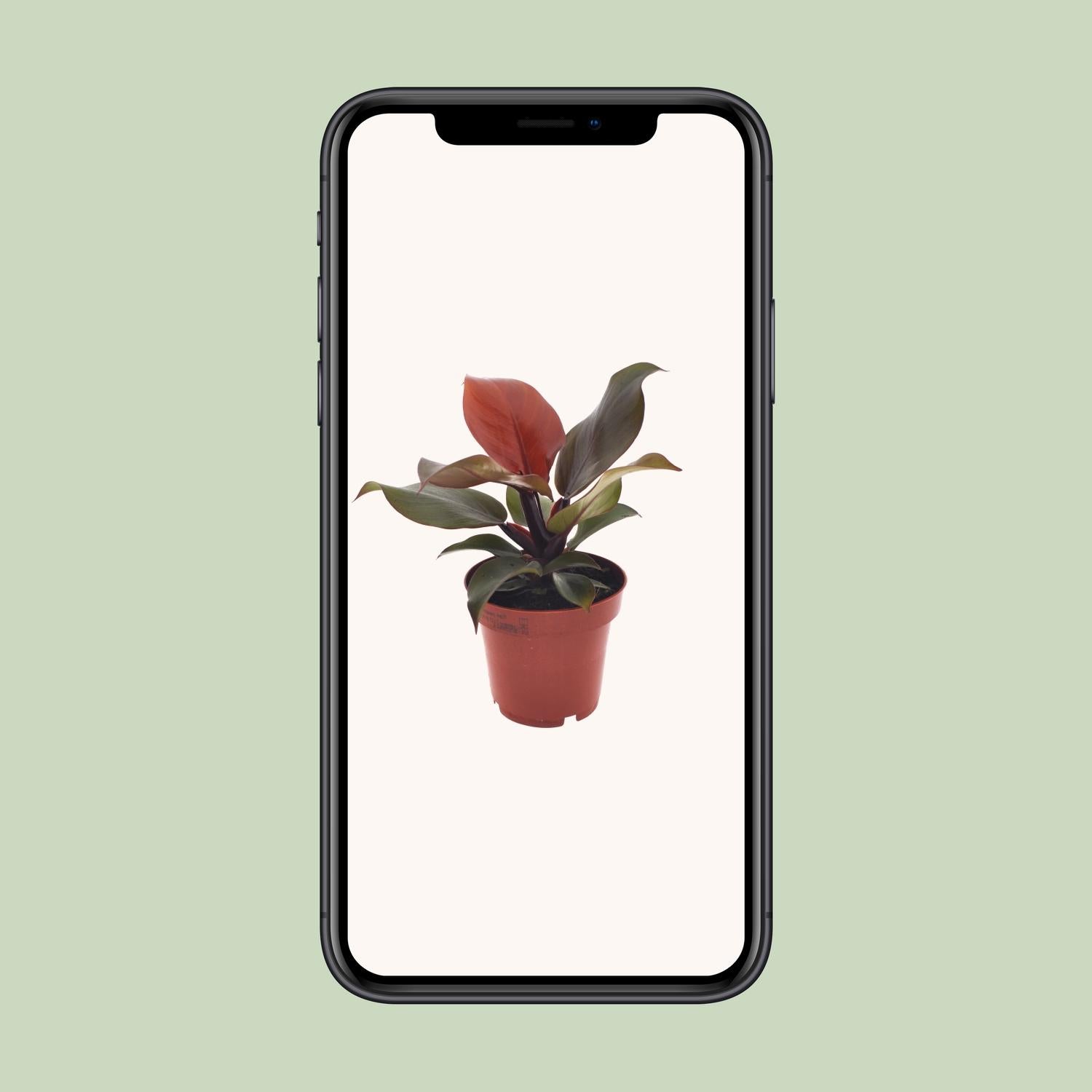 Philodendron Imperial Red / Sunlight in pot Ø12 cm – hoogte ca. 25 cm, hartvormige dieprode bladeren