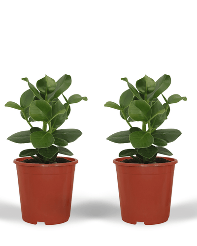 Voeg een moderne, groene touch toe aan je interieur met deze robuuste Clusia Princess. De dikke, glanzende donkergroene bladeren geven de plant een luxe uitstraling en passen perfect in zowel woonkamers als kantoren. Hoewel de Clusia Princess binnenshuis meestal niet bloeit, kan ze onder optimale omstandigheden kleine, subtiele roze bloemen ontwikkelen. Dankzij haar stevige structuur is deze handtekeningboom een echte blikvanger en brengt ze rust en stijl in iedere ruimte.