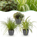 3 x Kamerplant | Cyperus - Calissia - Chlorophytum | Huisdiervriendelijke | Planten met Potter Grijs