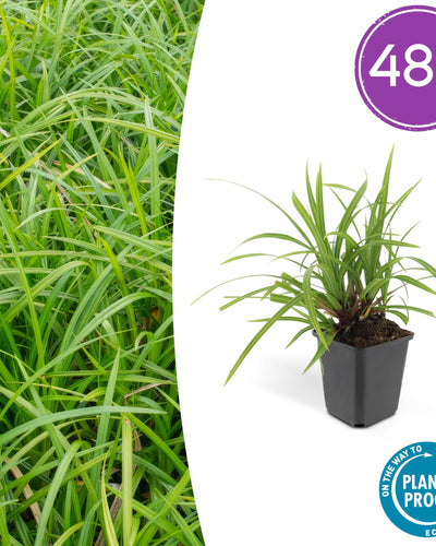 Carex morrowii Irish Green – wintergroene bodembedekker 10-25 cm