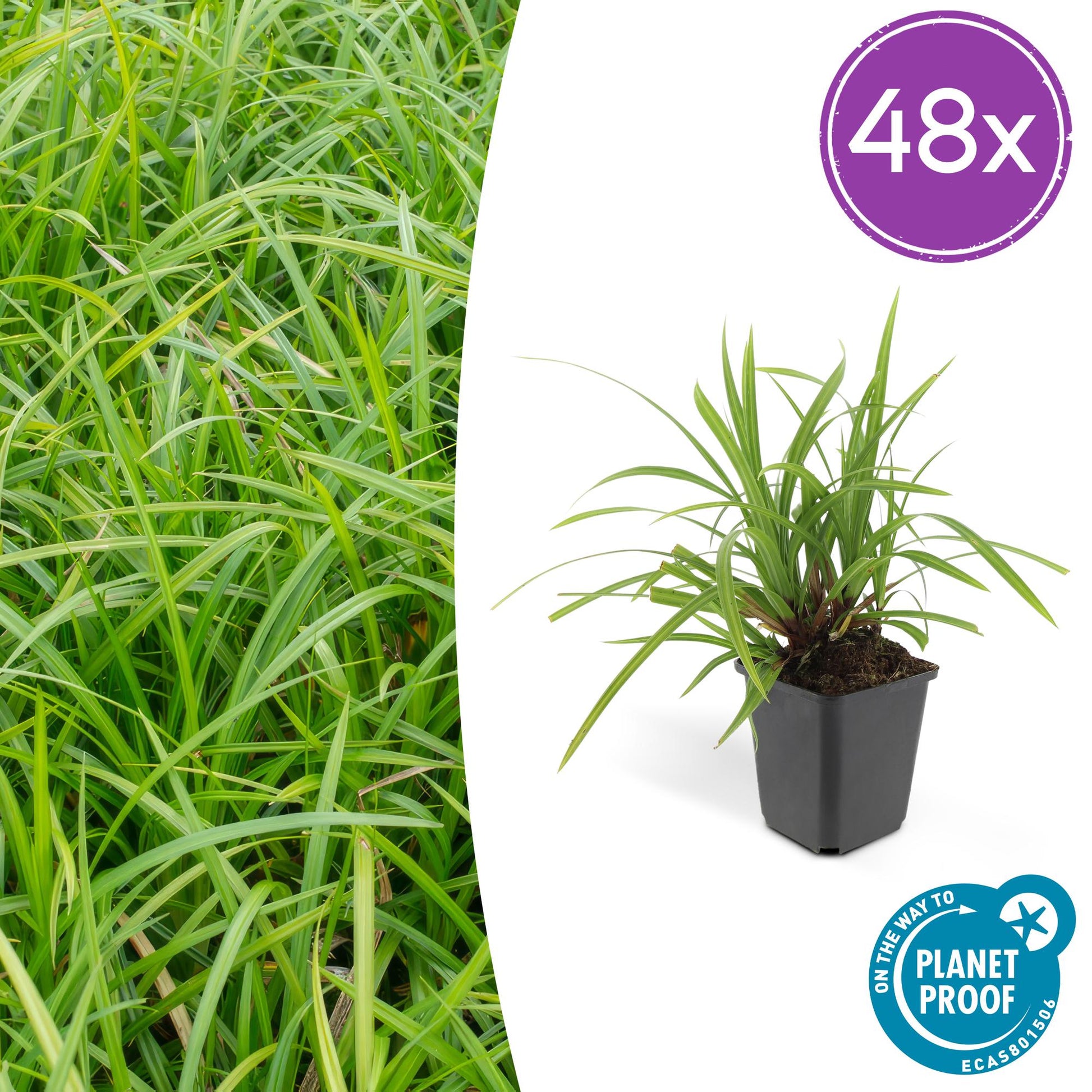 Carex morrowii Irish Green – wintergroene bodembedekker 10-25 cm
