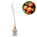 Prunus domestica 'Victoria' Outdoor Plant | Plum Tree