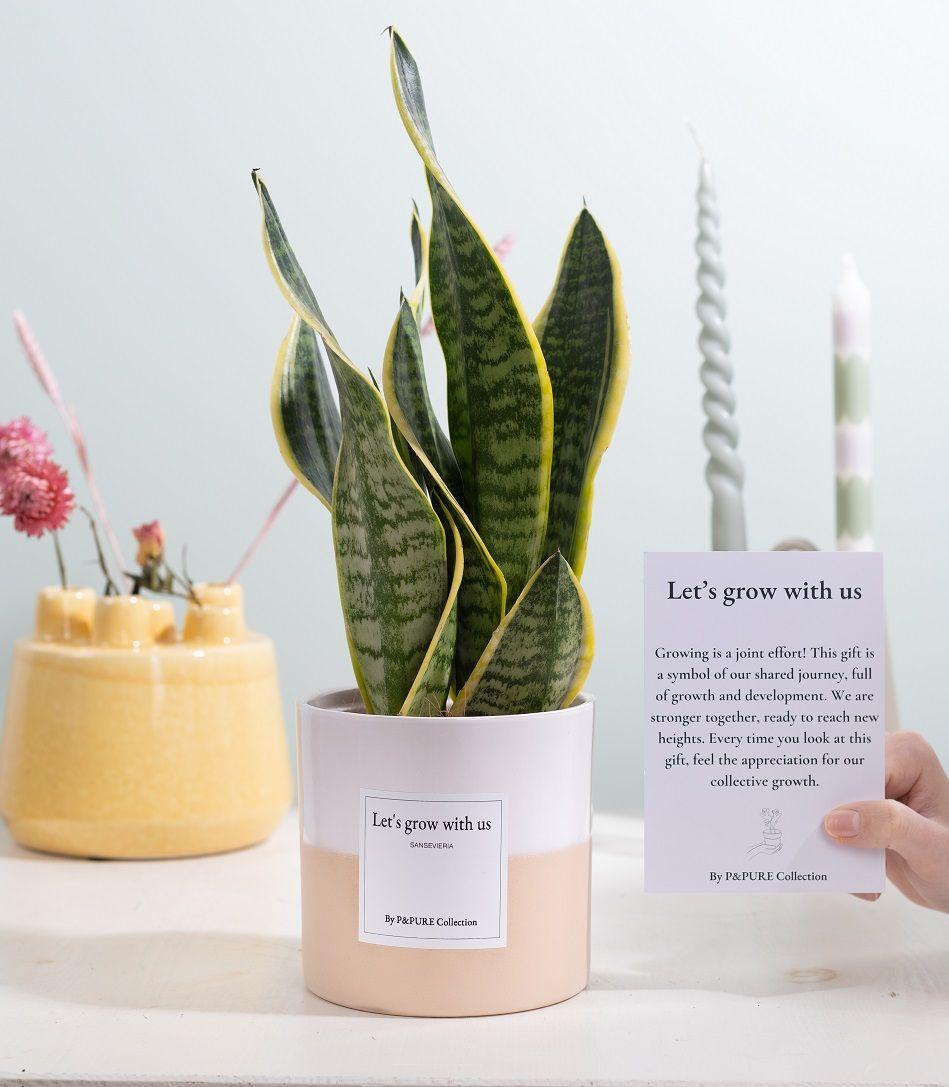 Sansevieria Gift | “Let’s Grow With Us” |met wenskaart | Kamerplant