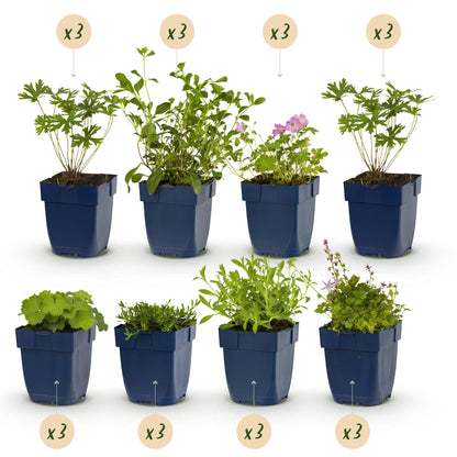 Borderpakket - Bodembedekkend - 24 Vaste planten - 3 m2 - Diversen kleuren - Weinig Onderhoud - Pot 11cm