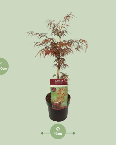 Acer palmatum ‘Garnet’ Buitenplant | Japanse Esdoorn - Planttoday
