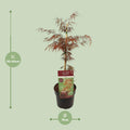 Acer palmatum ‘Garnet’ Buitenplant | Japanse Esdoorn - Planttoday