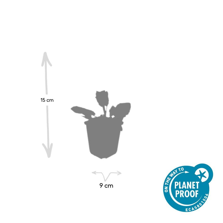 60x Salvia nem. 'Mainacht' - ↕10-25cm - Ø9cm