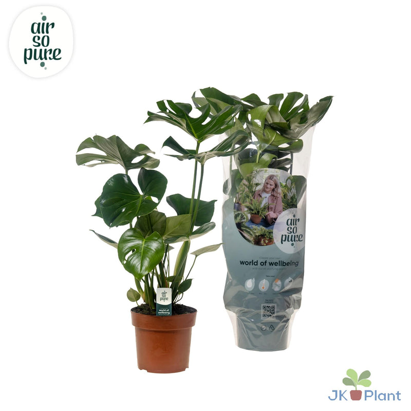 Monstera Deliciosa – tropische gatenplant van 55 cm hoog in pot Ø17 cm – groene kamerplant met glanzende bladeren en natuurlijke insnijdingen
