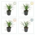Liriope muscari 'Big Blue' – 6 stuks leliegras, hoogte 10-25 cm, pot Ø9 cm, groenblijvende sierplant voor borders en tuinen