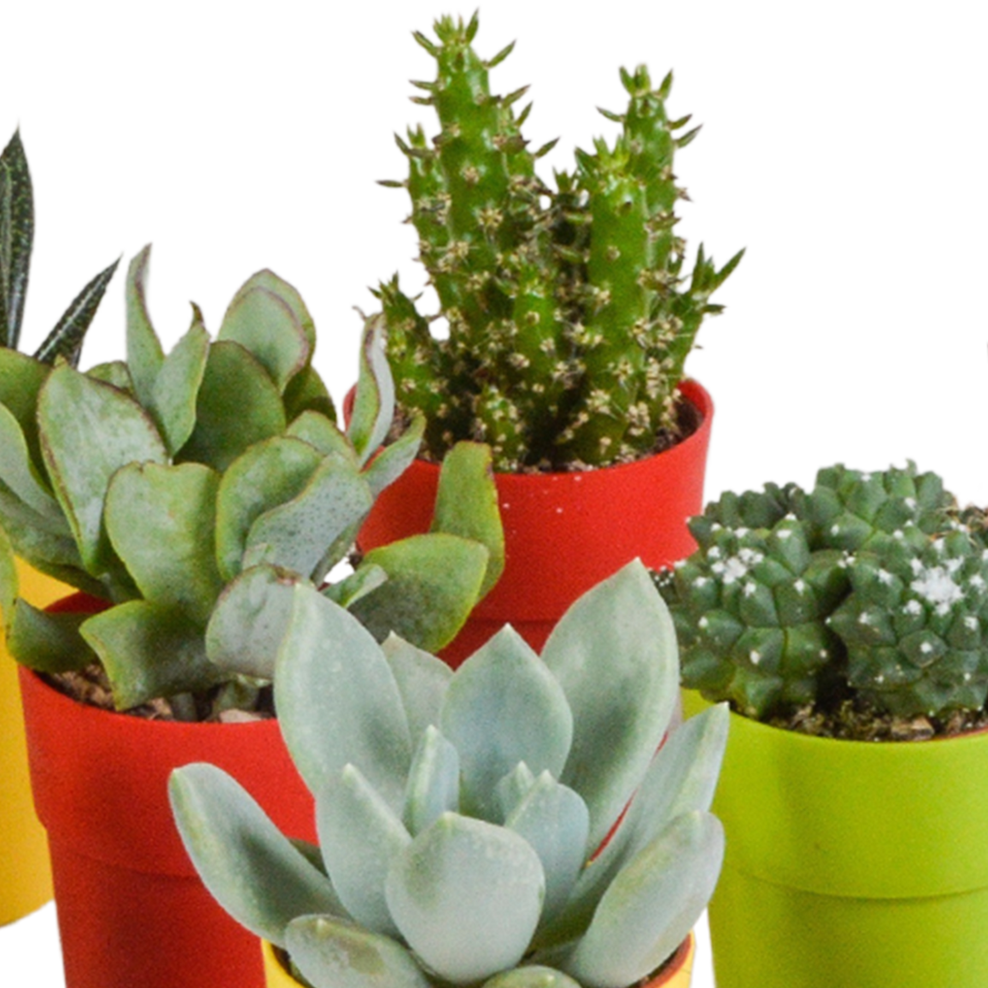 Mix van 15 cactussen en vetplanten in gekleurde plasticpotten – variatie in vorm, hoogte en kleur.