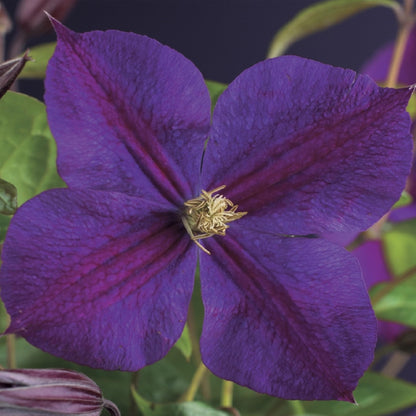 Diepblauwe clematis klimplant voor pergola en schutting