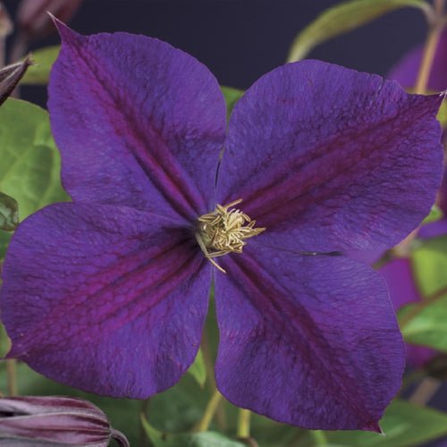 Diepblauwe clematis klimplant voor pergola en schutting