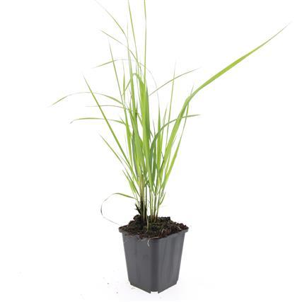 Calamagrostis acutiflora Karl Foerster – siergras met opgaande groei en bloempluimen – potmaat 9 cm"