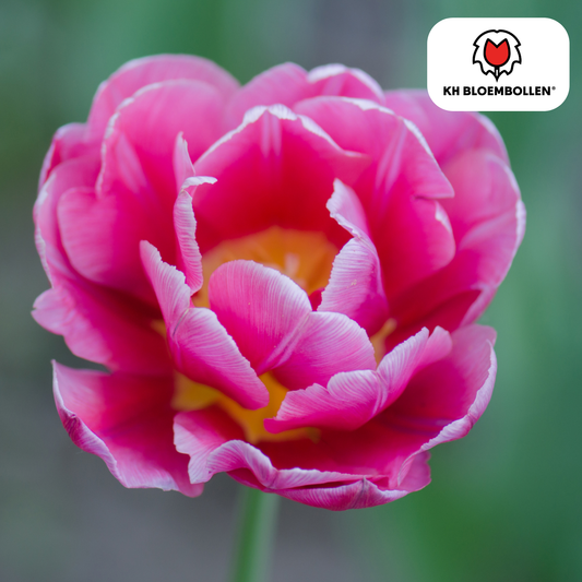 Tulpenbollen Columbus – set van 20 dubbelbloemige roze-witte pioentulpen, elegant en vol, geschikt voor tuin, pot of als snijbloem
