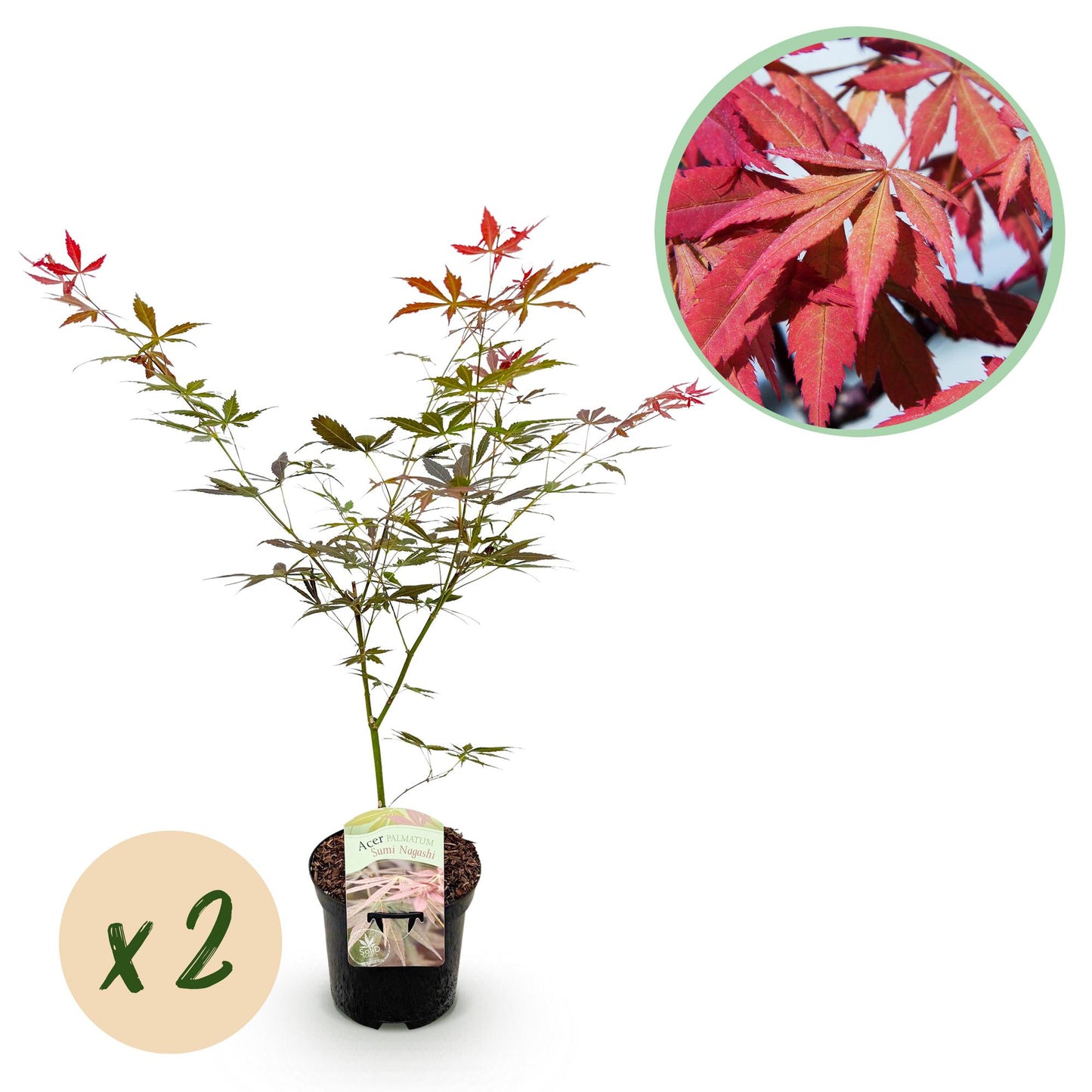 Japanse Esdoorn - Acer palmatum Sumi-nagashi  x 2