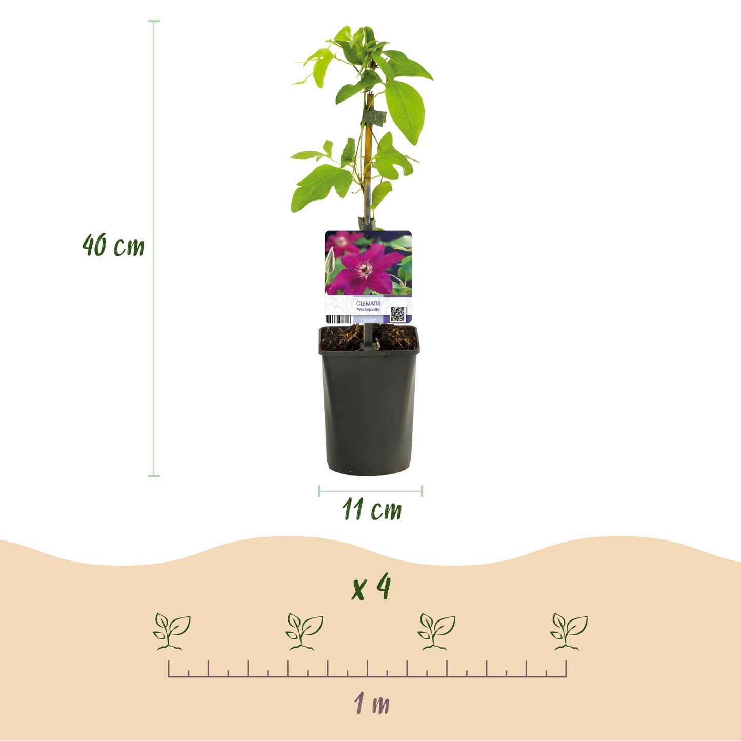 Roodbloeiende clematis klimplant voor schutting en pergola