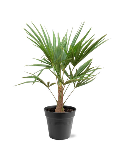 Trachycarpus Fortunei - 90-100cm - Ø21