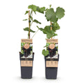 Vitis vinifera ‘Vanessa’ – paarse, pitloze druivenplant, set van 2 planten in pot Ø15cm, hoogte circa 50cm, met zoete druiven."