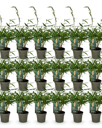 18 x Bamboe | Fargesia robusta Pingwu | Bladhoudend | Niet Woekerend | Groen