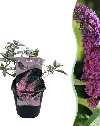 Buddleja davidii Pink Delight | Buitenplant | Vlinderstruik - Planttoday