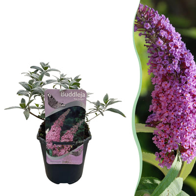 Buddleja davidii Pink Delight | Buitenplant | Vlinderstruik - Planttoday