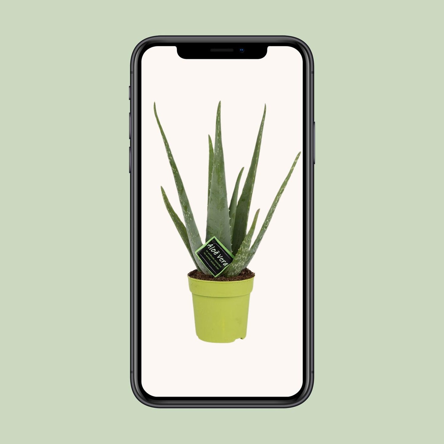 Aloe Vera – Ø12 cm – ↕45 cm | Makkelijke Kamerplant voor in Huis