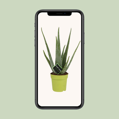 Aloe Vera – Ø12 cm – ↕45 cm | Makkelijke Kamerplant voor in Huis