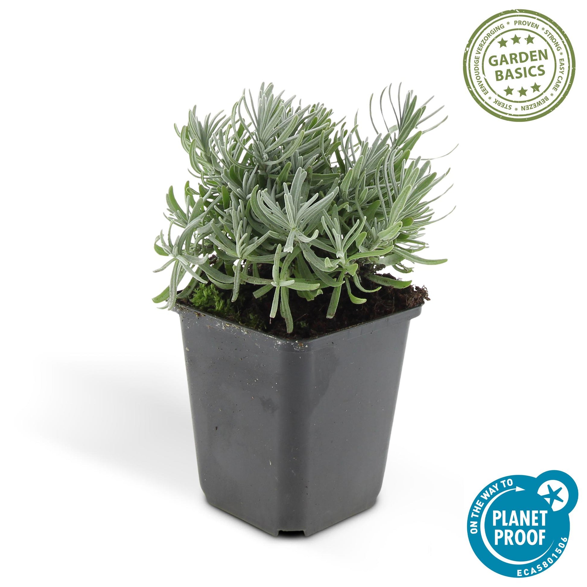 Lavandula angustifolia Hidcote – lavendelplant met paarse bloemen – potmaat 9 cm