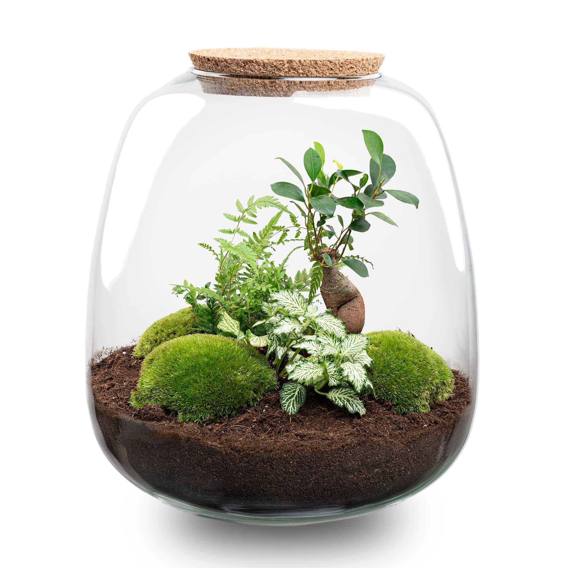 terrarium plant planttoday