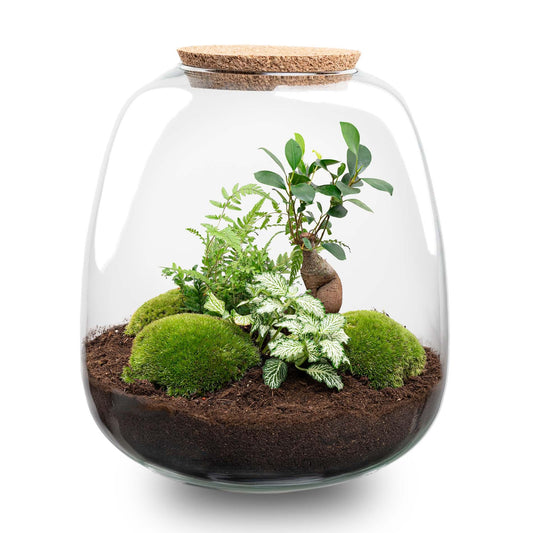 terrarium plant planttoday