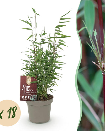 18 x Bamboe | Fargesia Red Dragon | Bladhoudend | niet woekerend