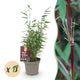 18 x Bamboe | Fargesia Red Dragon | Bladhoudend | niet woekerend