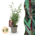 18 x Bamboe | Fargesia Red Dragon | Bladhoudend | niet woekerend