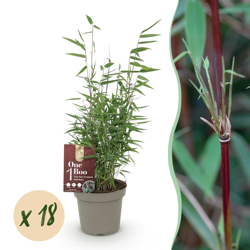 18 x Bamboe | Fargesia Red Dragon | Bladhoudend | niet woekerend
