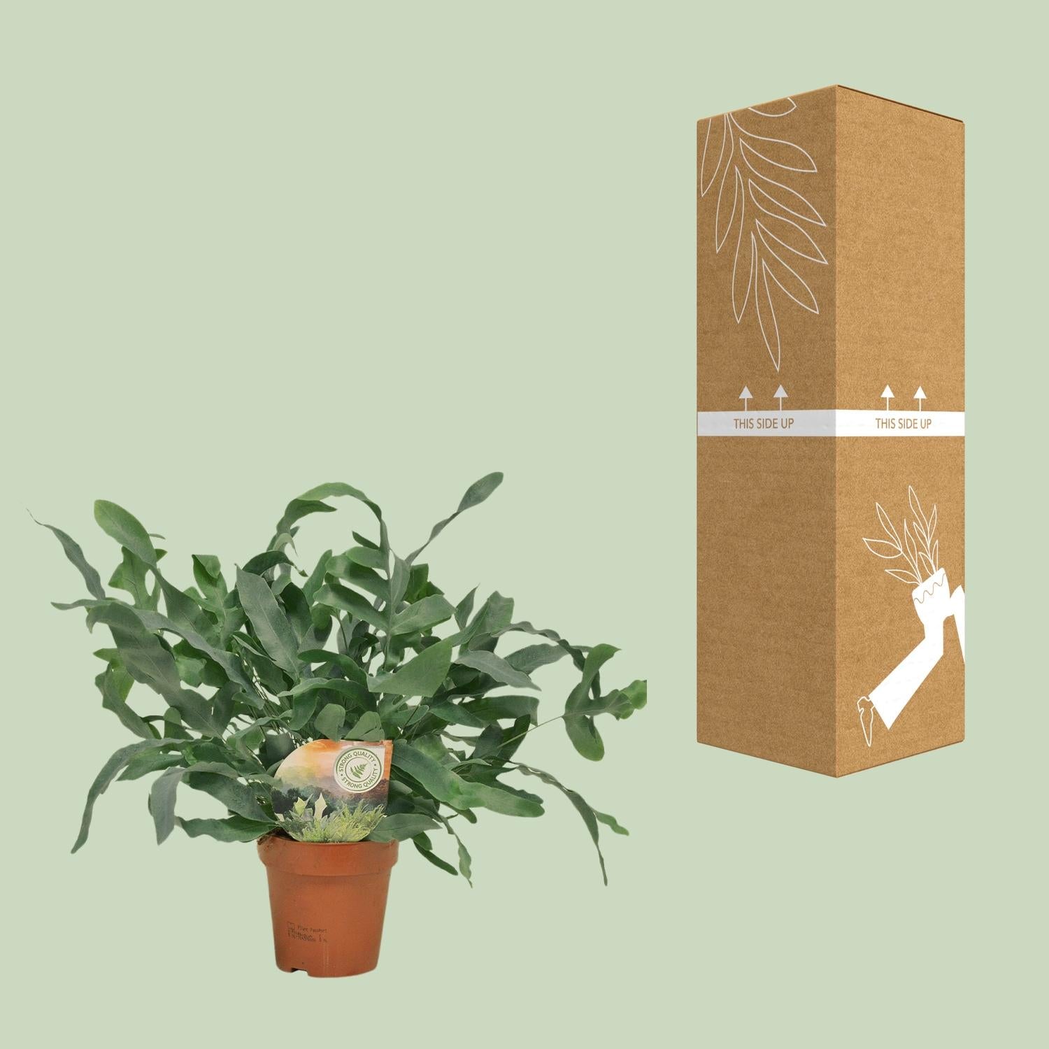 Exotische kamerplant Phlebodium Blue Star in pot, ideale decoratieve varen voor woonkamer of kantoor