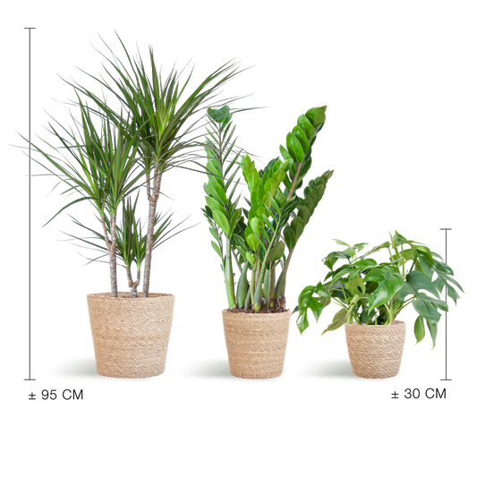 Schaduw Plantenbox met Monstera Minima, Zamioculcas en Dracaena in natuurlijke Sofia manden van zeegras, geschikt voor halfschaduw en weinig licht.