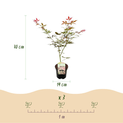 Japanse Esdoorn - Acer palmatum Sumi-nagashi  x 2