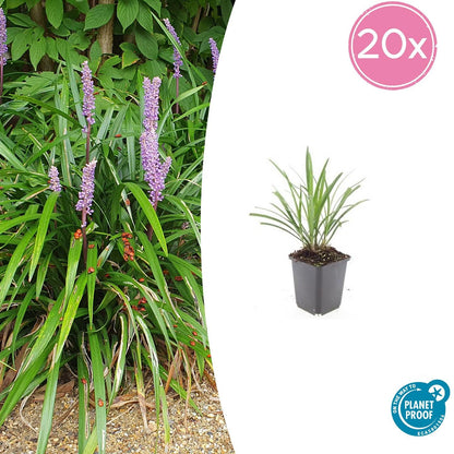 20x Liriope muscari 'Ingwersen' - ↕10-25cm - Ø9cm