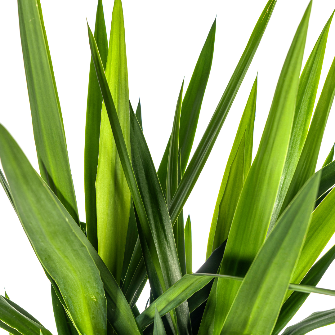 Yucca Elephantipes – grote kamerplant met stevige stelen en lange donkergroene zwaardvormige bladeren