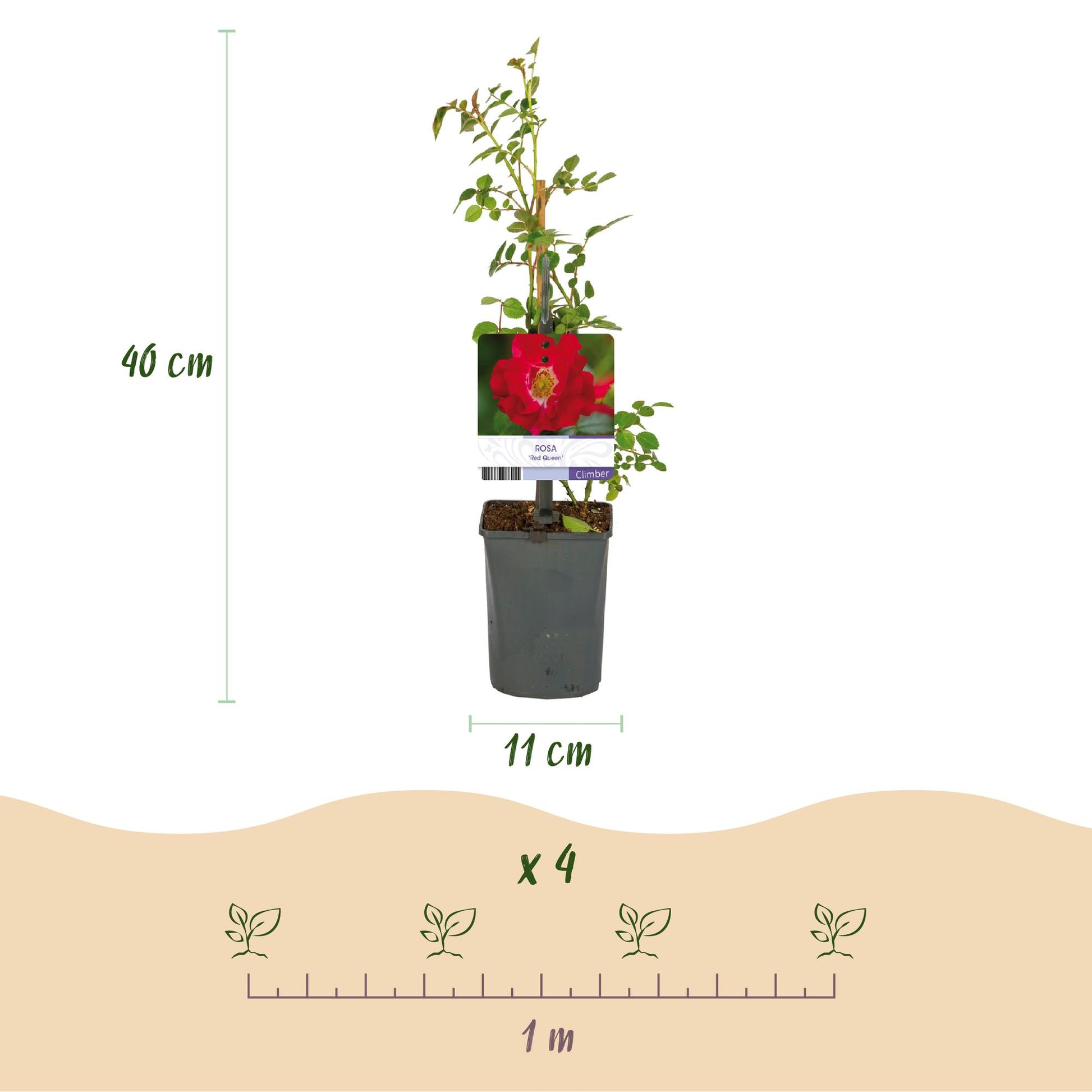 Klimroos met dieprode bloemen voor zonnige tuinplekken