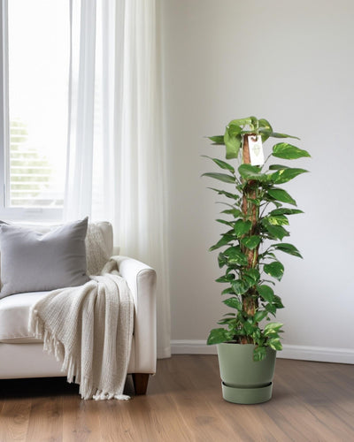Epipremnum aureum of drakenklimop is een bloemplant in de aronskelkfamilie. De plant komt oorspronkelijk uit Moorea in Frans-Polynesië